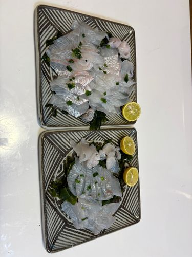 ヒラメの釣果