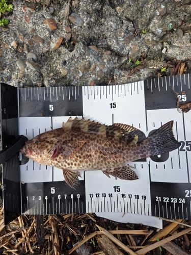 オオモンハタの釣果