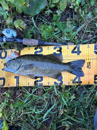 スモールマウスバスの釣果