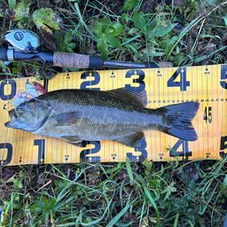 スモールマウスバス