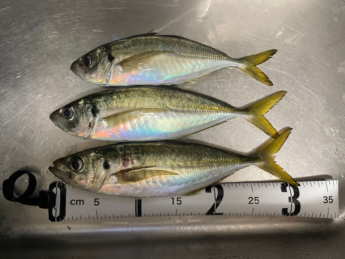 Karsさんの釣果 2枚目の画像