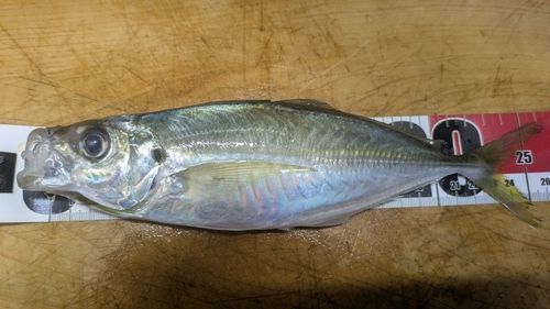 マアジの釣果
