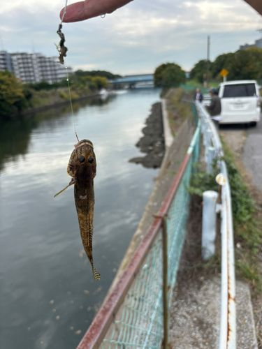 マハゼの釣果