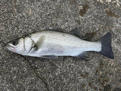 セイゴ（ヒラスズキ）の釣果