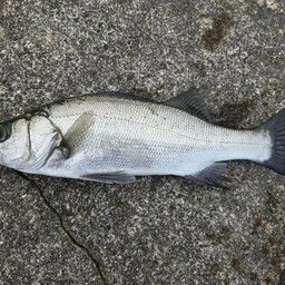 セイゴ（ヒラスズキ）