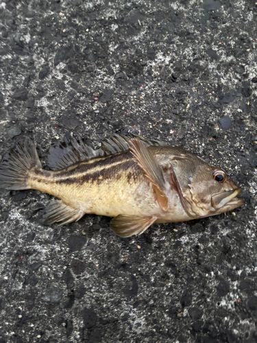 シマゾイの釣果