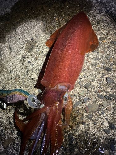 ケンサキイカの釣果