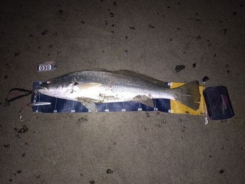 オオニベの釣果