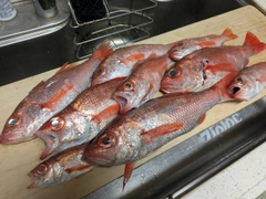 アカムツの釣果