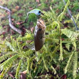 ラージマウスバス