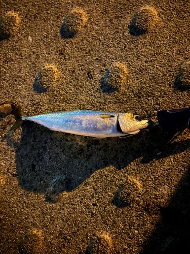 神戸空港親水護岸