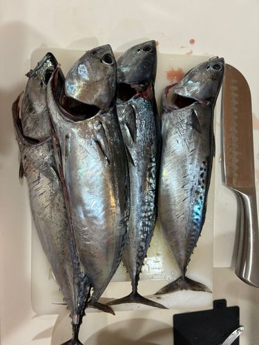 ソウダガツオの釣果