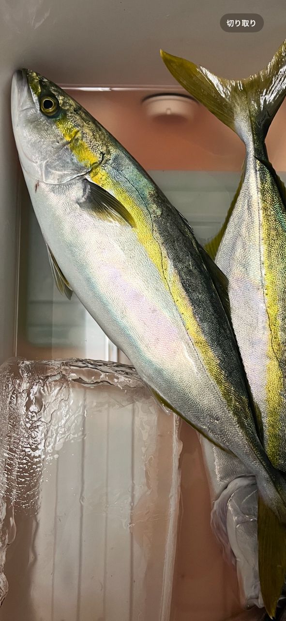 湘南の素人釣師さんの釣果 2枚目の画像