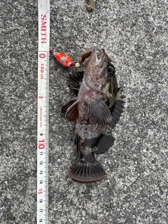 ムラソイの釣果