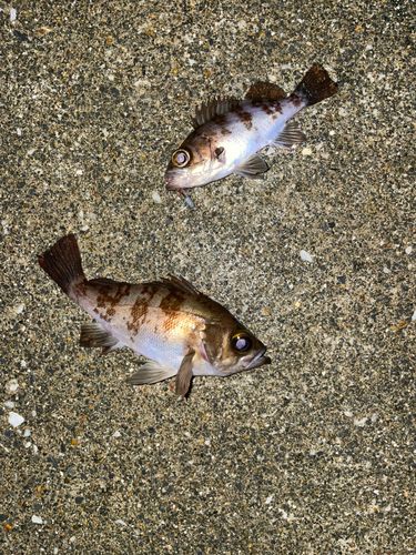 メバルの釣果