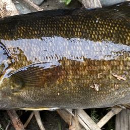 スモールマウスバス