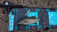 スモールマウスバスの釣果