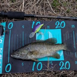 スモールマウスバス