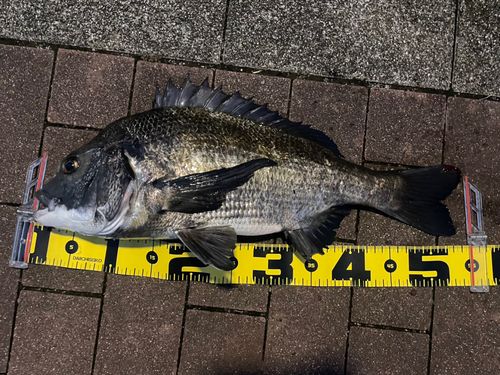 クロダイの釣果