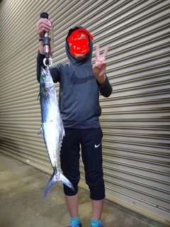 サゴシの釣果