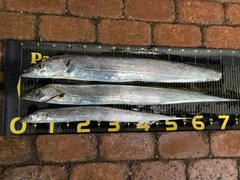 タチウオの釣果