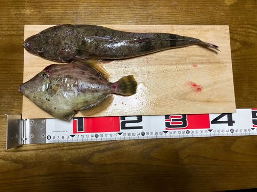 カワハギの釣果