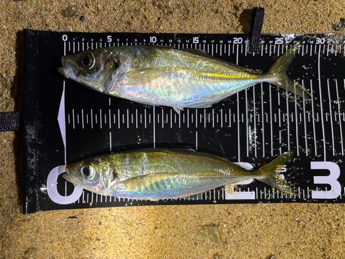 マアジの釣果