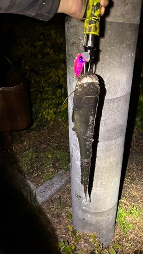 マナマズの釣果