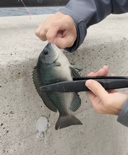 メジナの釣果