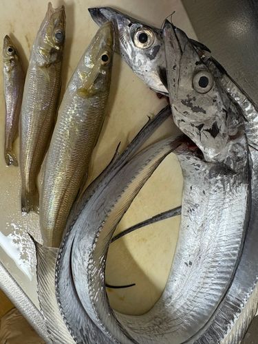 タチウオの釣果