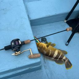 ウッカリカサゴ