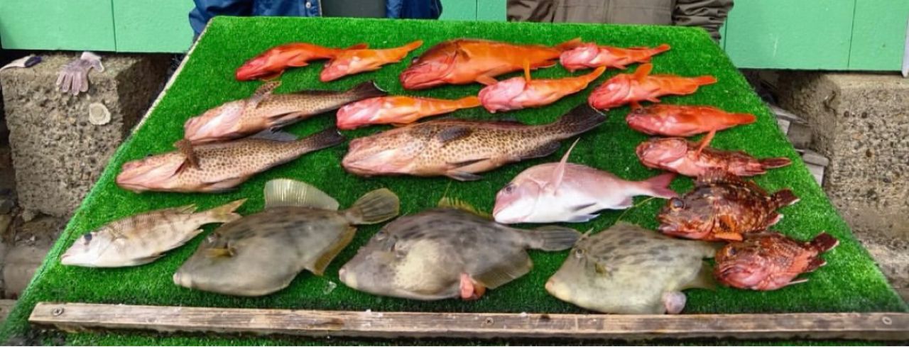 yatoshimo88 さんの 2025年11月02日のアカハタの釣り・釣果情報(三重県