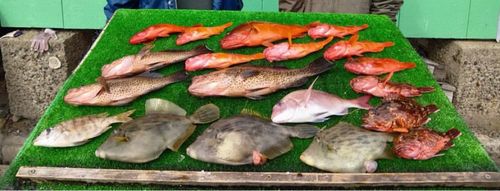 アカハタの釣果