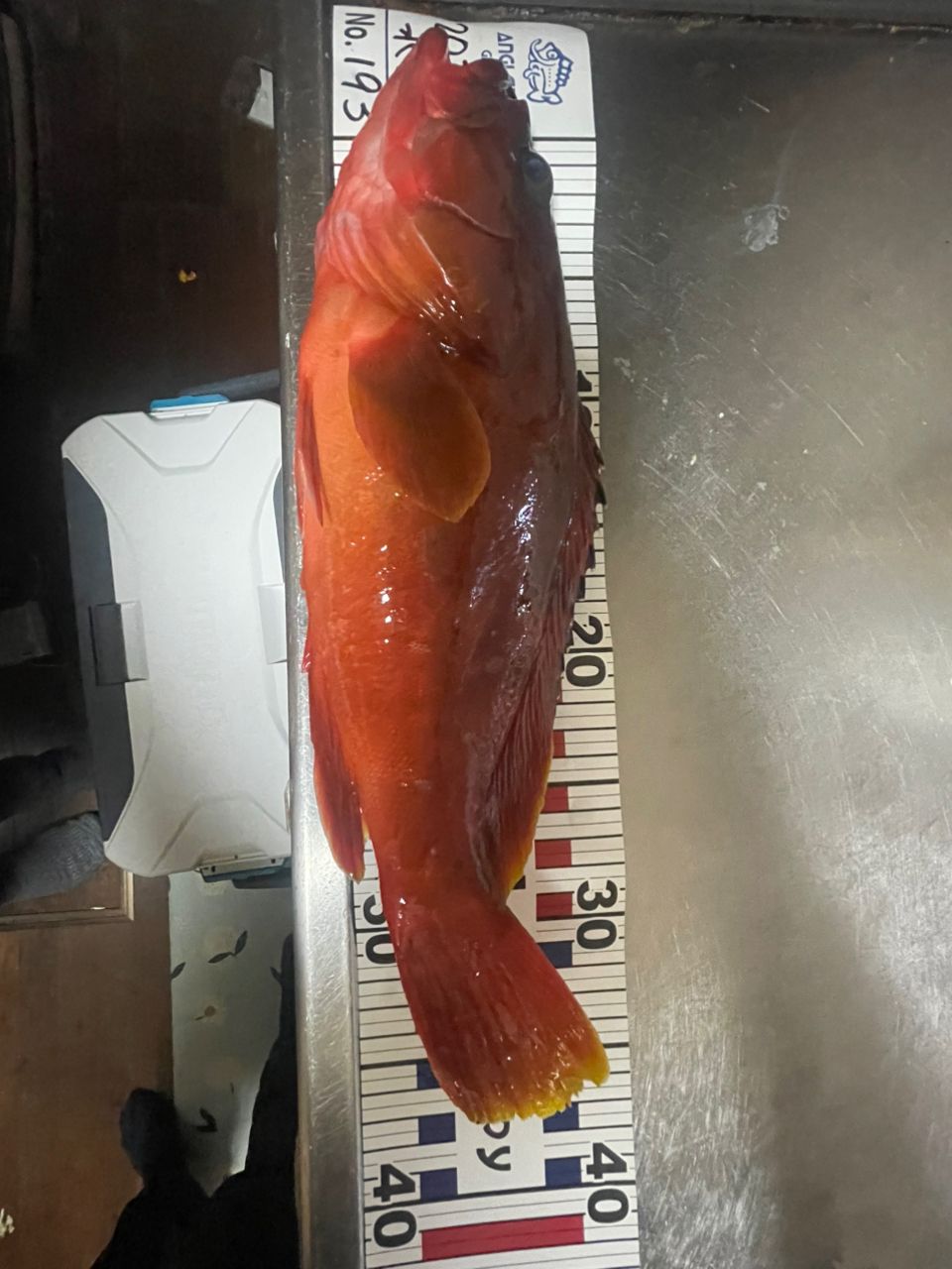 yatoshimo88さんの釣果 2枚目の画像