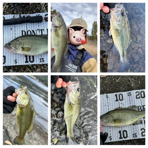 ラージマウスバスの釣果