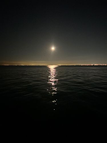 カタクチイワシの釣果