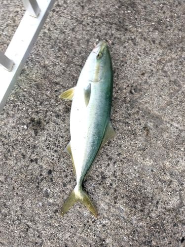 ハマチの釣果