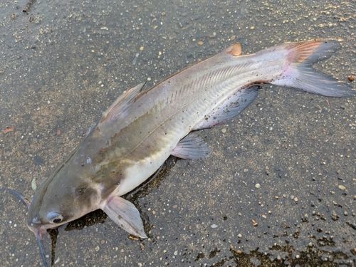 アメリカナマズの釣果