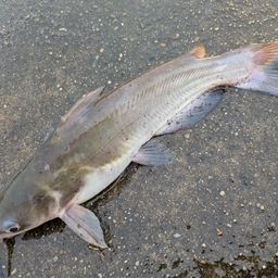 アメリカナマズ