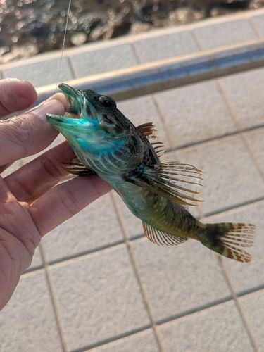 アナハゼの釣果