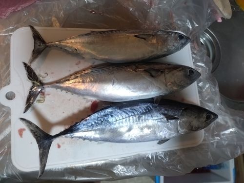 ヒラソウダの釣果