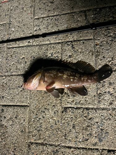 アコウの釣果