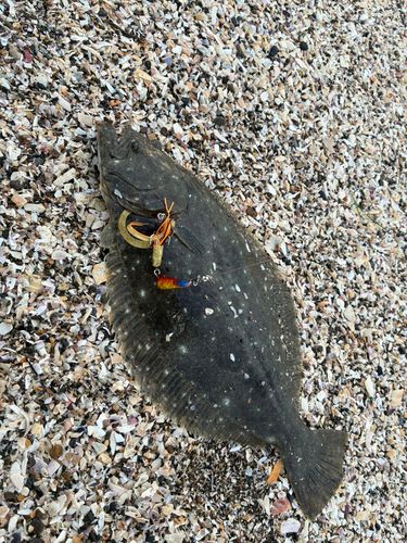 ヒラメの釣果