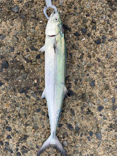 サゴシの釣果