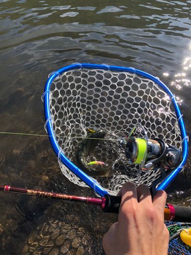 フィッシングポイント ベリーズ迦葉山