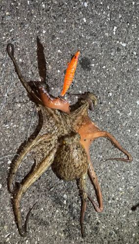 タコの釣果