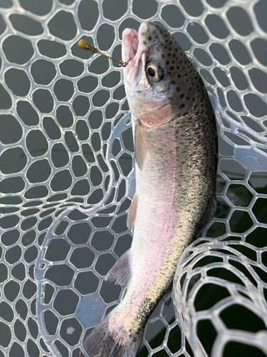 ニジマスの釣果