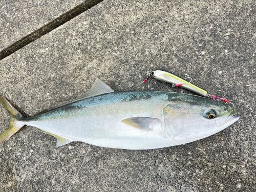 ヤズの釣果
