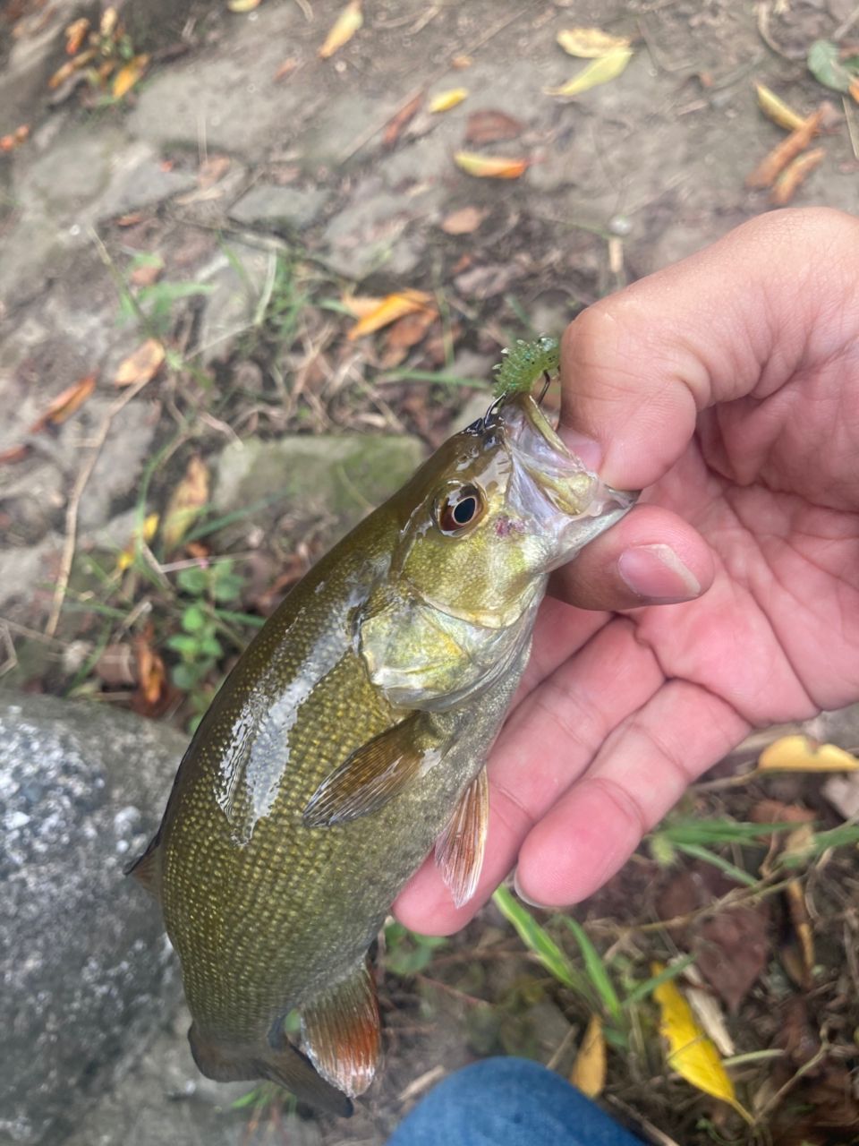 スモールマウスバス