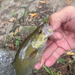 スモールマウスバス